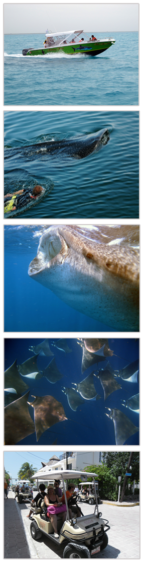 Image whale shark